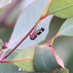 Eurymeloides pulchra at Castle Creek, VIC - 16 Sep 2021
