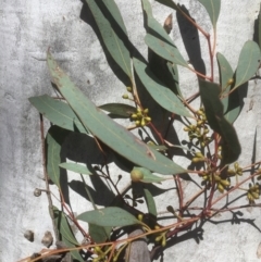 Eucalyptus mannifera (Brittle Gum) at Bruce, ACT - 17 Sep 2021 by jgiacon