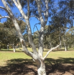 Eucalyptus mannifera at Bruce, ACT - 17 Sep 2021