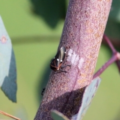 Eurymela fenestrata (Gum tree leafhopper) at Castle Creek, VIC - 16 Sep 2021 by KylieWaldon