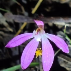 Caladenia fuscata (Dusky Fingers) at Black Mountain - 17 Sep 2021 by RobynHall