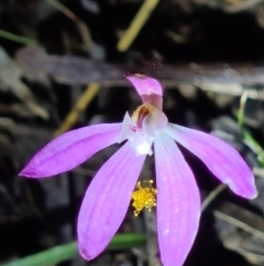 Caladenia fuscata (Dusky fingers) at Downer, ACT - 17 Sep 2021 by RobynHall