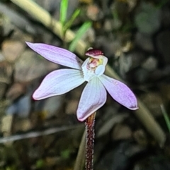 Caladenia fuscata at Downer, ACT - 17 Sep 2021