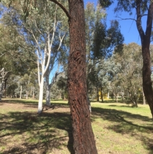 Eucalyptus sideroxylon at Bruce, ACT - 17 Sep 2021