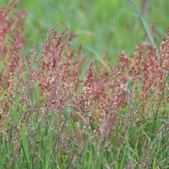 Rumex acetosella (Sheep Sorrel) at Castle Creek, VIC - 16 Sep 2021 by Kyliegw