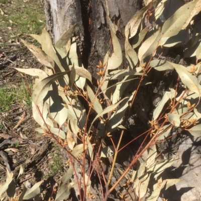 Eucalyptus blakelyi (Blakely's Red Gum) at Flea Bog Flat to Emu Creek Corridor - 17 Sep 2021 by JohnGiacon