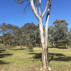 Eucalyptus blakelyi at Bruce, ACT - 17 Sep 2021 01:15 PM