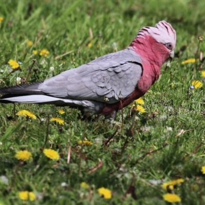 Eolophus roseicapilla (Galah) at Clyde Cameron Reserve - 17 Sep 2021 by Kyliegw