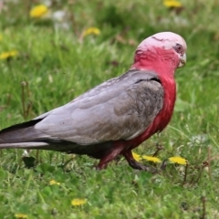 Eolophus roseicapilla at Wodonga, VIC - 17 Sep 2021