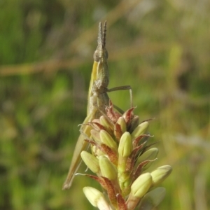 Keyacris scurra at Conder, ACT - 17 Sep 2021 03:42 PM