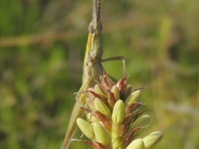 Keyacris scurra (Key's Matchstick Grasshopper) at Conder, ACT - 17 Sep 2021 by MichaelBedingfield