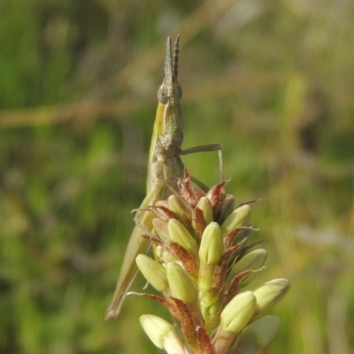 Keyacris scurra (Key's Matchstick Grasshopper) at Conder, ACT - 17 Sep 2021 by michaelb