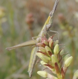 Keyacris scurra at Conder, ACT - 17 Sep 2021 03:42 PM