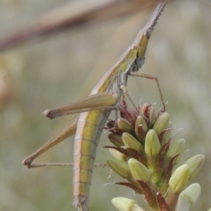 Keyacris scurra at Conder, ACT - 17 Sep 2021 03:42 PM