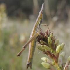 Keyacris scurra at Conder, ACT - 17 Sep 2021 03:42 PM