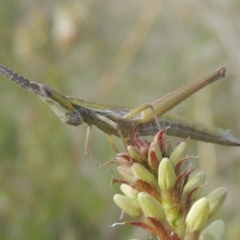 Keyacris scurra at Conder, ACT - 17 Sep 2021 03:42 PM