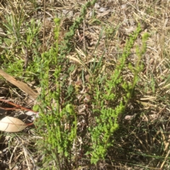 Cheilanthes sieberi (Rock Fern) at Bruce, ACT - 17 Sep 2021 by jgiacon