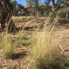 Rytidosperma pallidum (Red-anther Wallaby Grass) at Bruce, ACT - 17 Sep 2021 by jgiacon