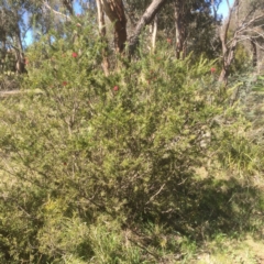 Grevillea rosmarinifolia subsp. rosmarinifolia (Rosemary Grevillea) at Flea Bog Flat to Emu Creek Corridor - 17 Sep 2021 by JohnGiacon