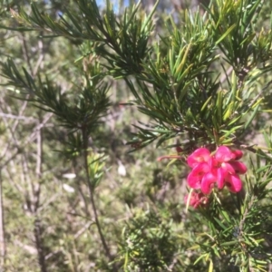 Grevillea rosmarinifolia subsp. rosmarinifolia at Bruce, ACT - 17 Sep 2021 01:26 PM