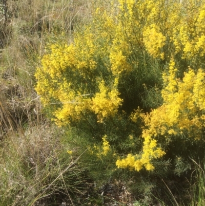 Acacia boormanii (Snowy River Wattle) at Gossan Hill - 17 Sep 2021 by jgiacon