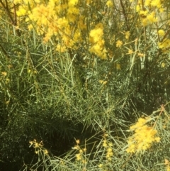 Acacia boormanii (Snowy River Wattle) at Gossan Hill - 17 Sep 2021 by jgiacon