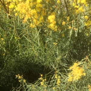 Acacia boormanii at Bruce, ACT - 17 Sep 2021