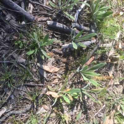 Plantago varia (Native Plaintain) at Flea Bog Flat to Emu Creek Corridor - 17 Sep 2021 by JohnGiacon