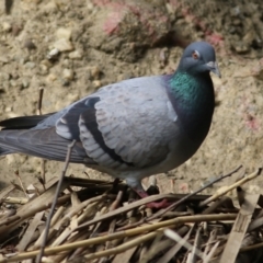 Columba livia (Rock Dove (Feral Pigeon)) at Wodonga, VIC - 17 Sep 2021 by KylieWaldon