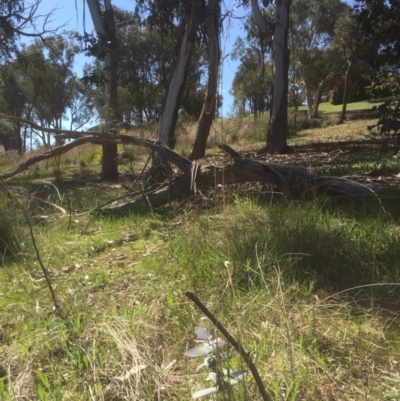 Eucalyptus globulus subsp. bicostata (Southern Blue Gum, Eurabbie) at Bruce, ACT - 17 Sep 2021 by jgiacon
