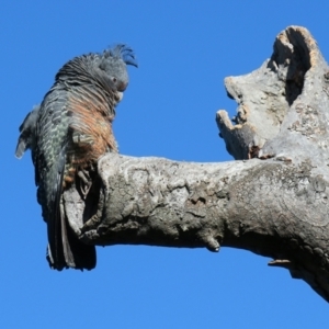 Callocephalon fimbriatum at Hackett, ACT - suppressed