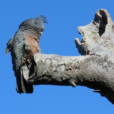 Callocephalon fimbriatum (Gang-gang Cockatoo) at Hackett, ACT - 15 Sep 2021 by SRyan