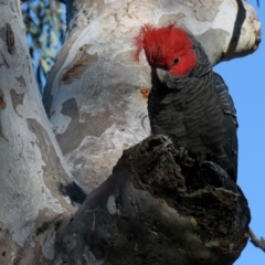 Callocephalon fimbriatum at Hackett, ACT - suppressed