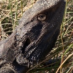 Pogona barbata (Eastern Bearded Dragon) at Gungaderra Grasslands - 16 Sep 2021 by Intineratingfamily