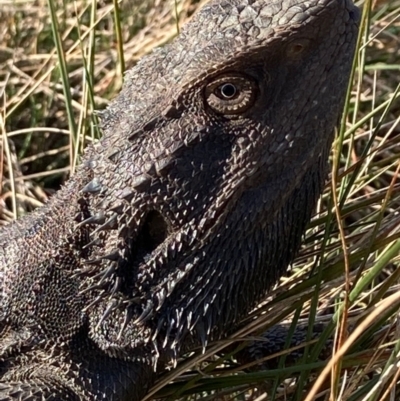 Pogona barbata (Eastern Bearded Dragon) at Gungaderra Grasslands - 16 Sep 2021 by Intineratingfamily