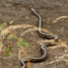 Morelia spilota spilota (Diamond Python) at Wingecarribee Local Government Area - 18 Sep 2021 by Snowflake