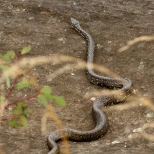 Morelia spilota spilota at Bundanoon, NSW - 18 Sep 2021 11:15 AM