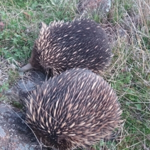 Tachyglossus aculeatus at Kambah, ACT - 16 Sep 2021 05:15 PM