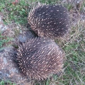 Tachyglossus aculeatus at Kambah, ACT - 16 Sep 2021 05:15 PM