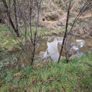 Limnodynastes dumerilii at Tuggeranong DC, ACT - suppressed