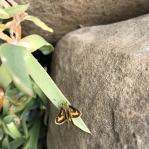 Ocybadistes walkeri at Evans Head, NSW - 18 Sep 2021