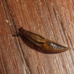 Ambigolimax sp. (valentius and waterstoni) at Flynn, ACT - 17 Sep 2021 03:35 PM