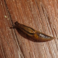 Ambigolimax nyctelia (Striped Field Slug) at Flynn, ACT - 17 Sep 2021 by Christine