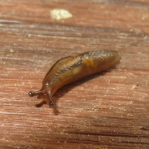 Ambigolimax sp. (valentius and waterstoni) at Flynn, ACT - 17 Sep 2021 03:35 PM