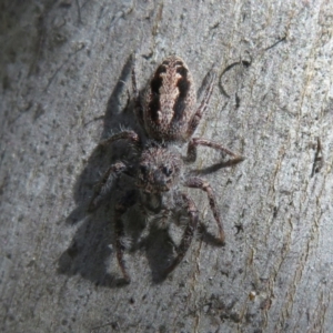 Sandalodes superbus at Holt, ACT - 15 Sep 2021 12:43 PM