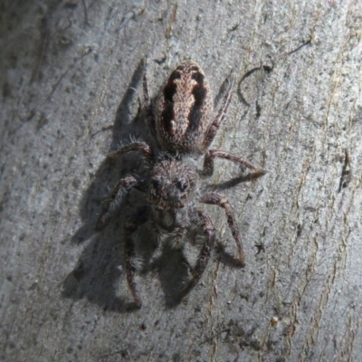 Sandalodes superbus (Ludicra Jumping Spider) at Molonglo River Reserve - 15 Sep 2021 by Christine