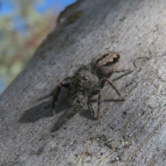 Sandalodes superbus at Holt, ACT - 15 Sep 2021 12:43 PM