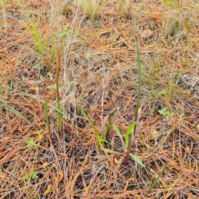 Thelymitra (Genus) (Sun Orchid) at Isaacs, ACT - 18 Sep 2021 by Mike