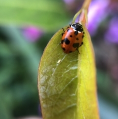 Hippodamia variegata (Spotted Amber Ladybird) at Belconnen, ACT - 18 Sep 2021 by Dora