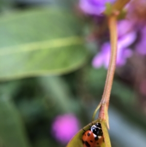 Hippodamia variegata at Belconnen, ACT - 18 Sep 2021